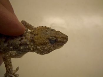 Media type: image;   Herpetology R-183771